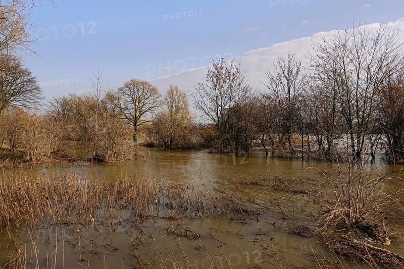 Floods on the banks of the Rhine, trees and bushes in the middle of the floods on the Rhine near Düsseldorf, Cologne, Lower Rhine, native nature, Meerbusch, Rhineland, Rhine district Neuss, North Rhine-Westphalia, Germany, Western Europe