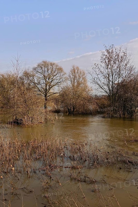 Floods on the banks of the Rhine, trees and bushes in the middle of the floods on the Rhine near Düsseldorf, Cologne, Lower Rhine, native nature, Meerbusch, Rhineland, Rhine district Neuss, North Rhine-Westphalia, Germany, Western Europe