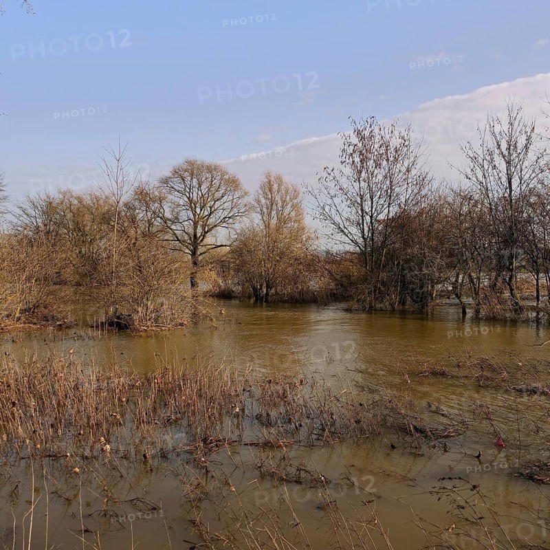 Floods on the banks of the Rhine, trees and bushes in the middle of the floods on the Rhine near Düsseldorf, Cologne, Lower Rhine, local nature, weather situation, Meerbusch, Rhineland, Rhine district Neuss, North Rhine-Westphalia, Germany, Western Europe