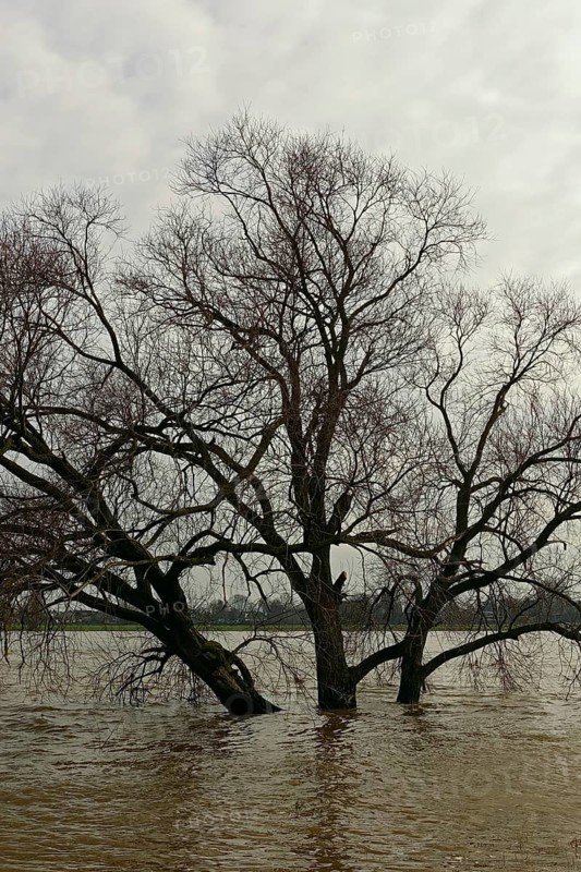 Land under water, flood on the Rhine, flooded tree in the middle of the flood, tree on the banks of the Rhine is washed over by the flood, Lower Rhine near Cologne and Düsseldorf, Lower Rhine, local nature, weather situation, Meerbusch, Rhineland, Rhine district Neuss, North Rhine-Westphalia, Germany, Western Europe