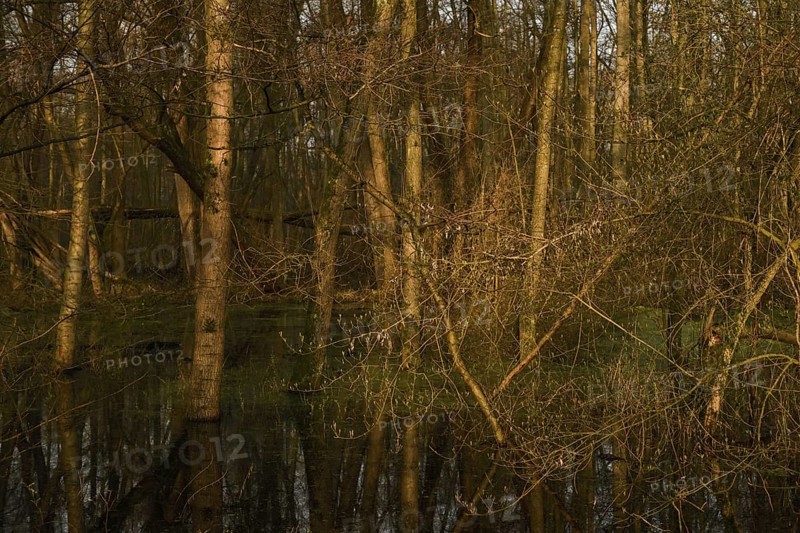 At high water levels... near-natural marshy forest, alluvial forest with alders, poplars, ash trees and dense undergrowth, alder forest in the area of a Rhine meander that silted up centuries ago, old Rhine, endangered native nature, unspoilt landscape in North Rhine-Westphalia, Germany, Lanker Bruch, Strümper Bruch, Ilvericher Altrheinschlinge, Meerbusch, Rhein-Kreis Neuss, North Rhine-Westphalia, Western Europe