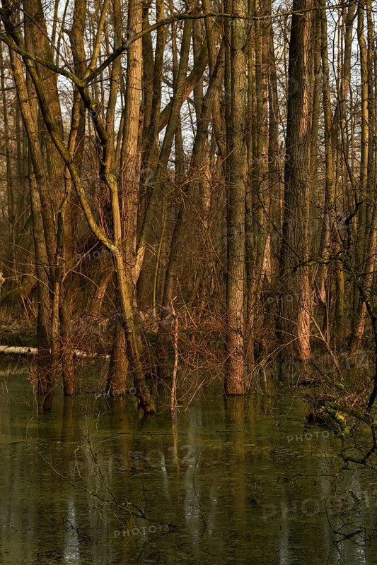 At high water levels... near-natural marshy forest, alluvial forest with alders, poplars, ash trees and dense undergrowth, alder forest in the area of a Rhine meander that silted up centuries ago, old Rhine, endangered native nature, weather conditions, unspoilt landscape in North Rhine-Westphalia, Germany, Lanker Bruch, Strümper Bruch, Ilvericher Altrheinschlinge, Meerbusch, Rhein-Kreis Neuss, North Rhine-Westphalia, Western Europe