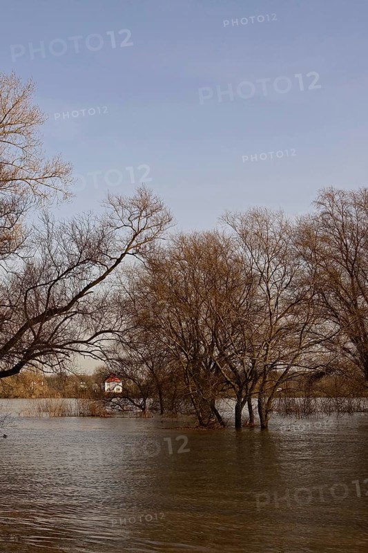 Partially flooded trees standing in water, high water on the Rhine near Düsseldorf, high water situation, flooding on the banks of the Rhine, weather situation, Lower Rhine, local nature, Meerbusch, Rhineland, Rhine district Neuss, North Rhine-Westphalia, Germany, Western Europe