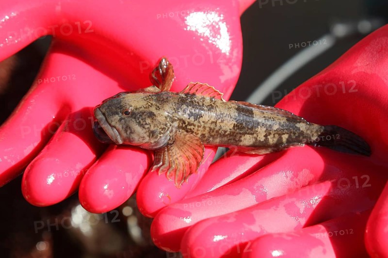Fishing with current, anaesthetised common bullhead (Cottus gobio) on red glove, Stadtbach Mindelheim, Allgäu, Bavaria, Germany, Allgäu, Bavaria, Germany
