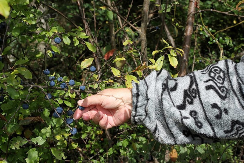 Blackthorn (Prunus spinosa) also known as blackthorn, woman's hand picking ripe, dark blue berries at the edge of the forest, Allgäu, Bavaria, Germany, Allgäu, Bavaria, Germany