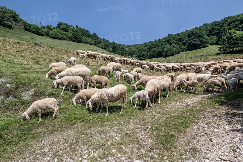 Flock of sheep (Ovis gmelini), Ferrara di Monte Baldo, Italy