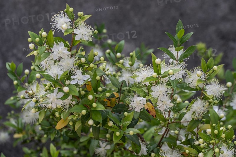 Myrtle (Myrtus communis), Malcesine, Italy