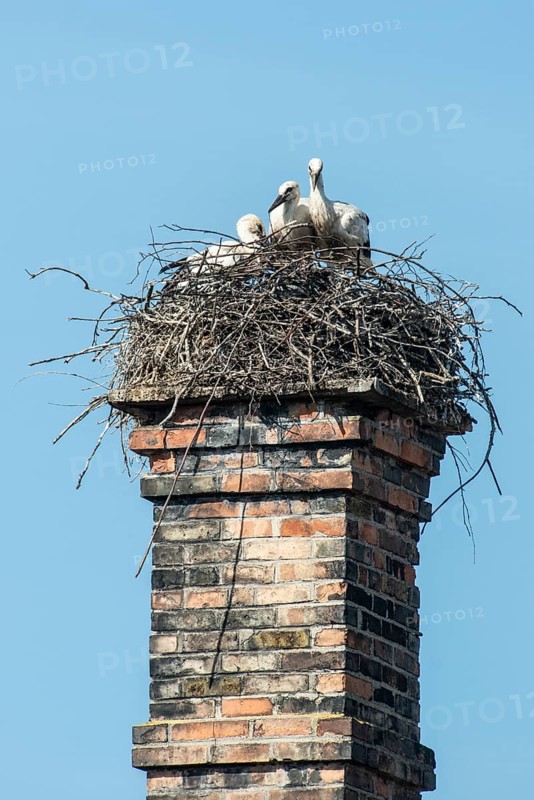 White storks (Ciconia ciconia), Memmingen, Bavaria, Germany