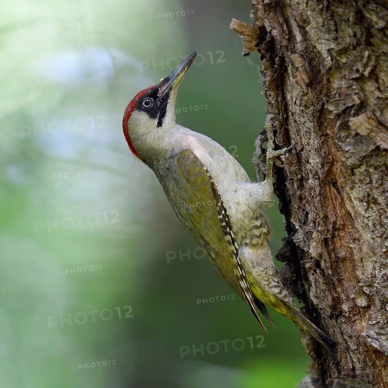 Somewhere in the forest... Green woodpecker (Picus viridis), adult female sitting sideways on a tree trunk in typical woodpecker posture, Lower Rhine, Rhine district of Neuss, North Rhine-Westphalia, Germany, Western Europe