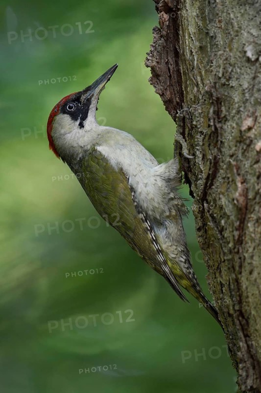 In the forest... Green woodpecker (Picus viridis) sits on a tree trunk in typical woodpecker posture, supporting itself with its tail, common native woodpecker, second most common woodpecker species in Germany after the great spotted woodpecker, often observed in gardens and parks, Lower Rhine, North Rhine-Westphalia, Germany, Western Europe