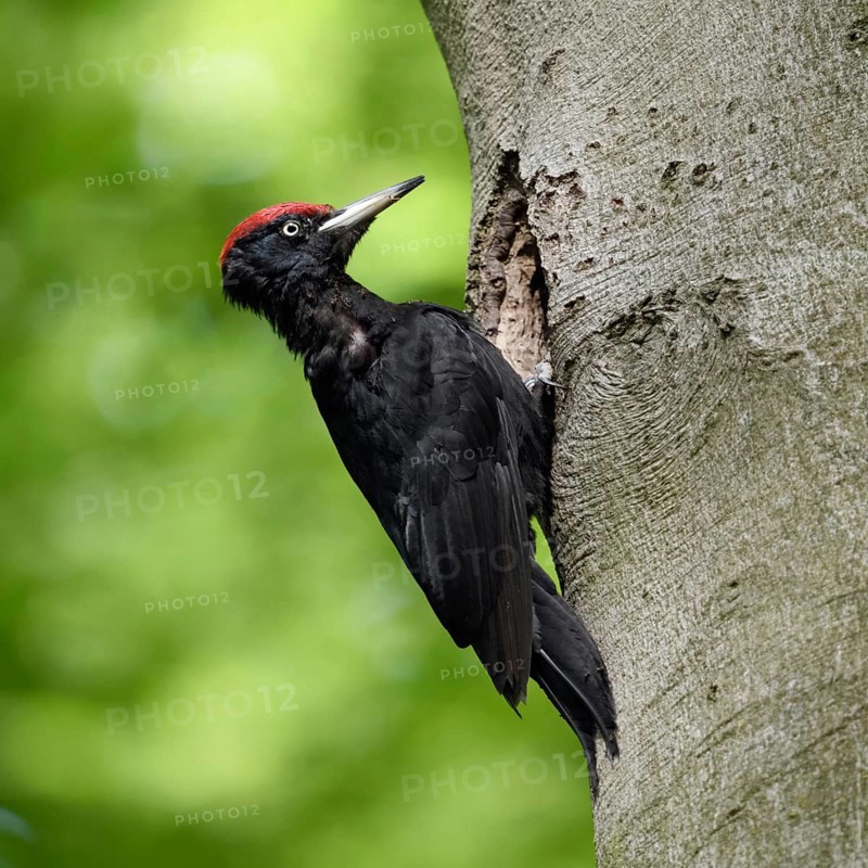 Ants in the feathers... Black woodpecker (Dryocopus martius), adult male, returning to his breeding cavity in an old beech tree after foraging, woodpecker, old trees, wildlife, native nature in Germany, Lower Rhine, North Rhine-Westphalia, Western Europe