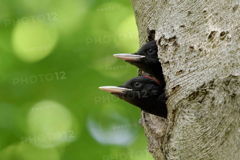 Double-decker... Black woodpecker (Dryocopus martius), juvenile, young black woodpeckers, male below, female above, sticking their heads far out of their breeding cavity in an old beech tree, soon fledged, waiting for feeding, funny picture, native nature in Germany, Lower Rhine, North Rhine-Westphalia, Western Europe