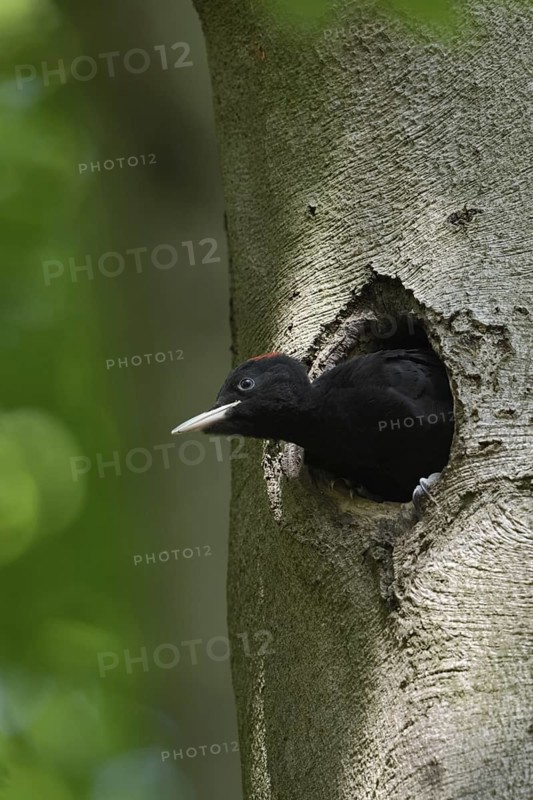 Black woodpecker (Dryocopus martius), juvenile, young male black woodpecker is already leaning far out of his nesting cavity, will soon be fledged, looks funny, funny animal pictures, wildlife, native nature in Germany, Lower Rhine, North Rhine-Westphalia, Western Europe