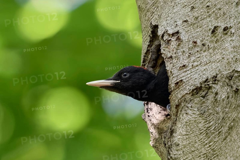 Widely developed... Black woodpecker (Dryocopus martius), young male black woodpecker stretches his head far out of his breeding cavity in an old beech tree, funny picture, native nature in Germany, Lower Rhine, North Rhine-Westphalia, Western Europe