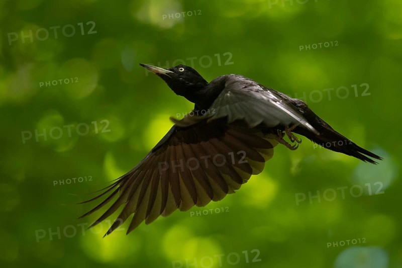 Black woodpecker (Dryocopus martius) adult female in flight through the forest, flying woodpecker, native nature in Germany, Lower Rhine, North Rhine-Westphalia, Western Europe
