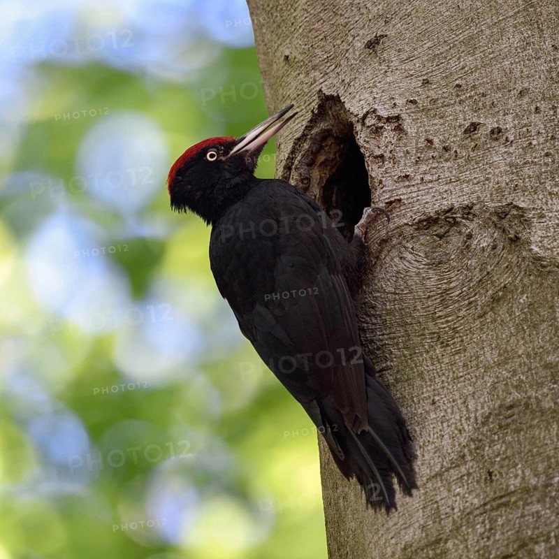 Black woodpecker (Dryocopus martius), adult male at his breeding den in an old beech tree in front of a bright yellow-green background, clear light, fresh colours, calls excitedly, courtship display, attracts the female, animal behaviour, native nature in Germany, Lower Rhine, North Rhine-Westphalia, Western Europe