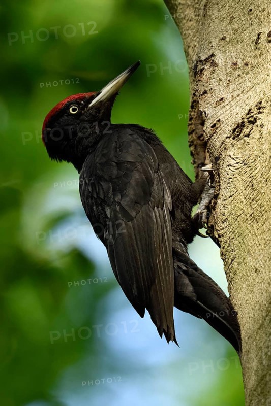 Black woodpecker (Dryocopus martius), adult male, at his breeding cavity in an old beech tree, holds on to the cavity roof with his claws, uses the stable supporting tail to find support, wildlife, native nature in Germany, Lower Rhine, North Rhine-Westphalia, Western Europe