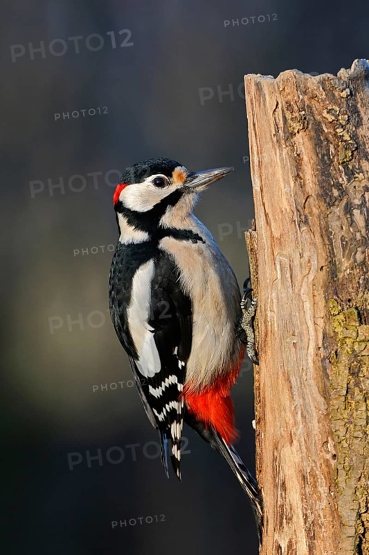 Foraging on dead wood... Great spotted woodpecker (Dendrocopos major), male with red feather cap on the back of the head searches for food on a dead tree, dead tree trunk, best known and most common native woodpecker, Lower Rhine, North Rhine-Westphalia, Germany, Western Europe