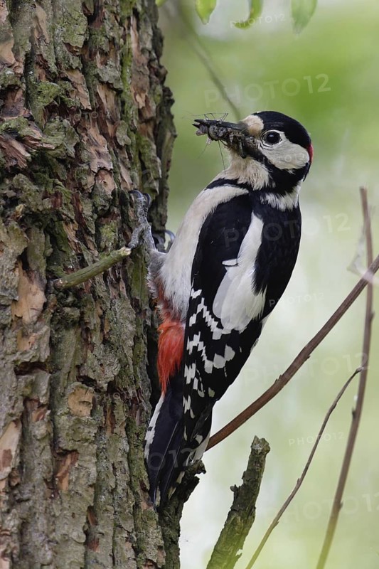 Full beak... Great spotted woodpecker (Dendrocopos major) foraging for its offspring, collecting insects, larvae and beetles, Lower Rhine, North Rhine-Westphalia, Germany, Western Europe