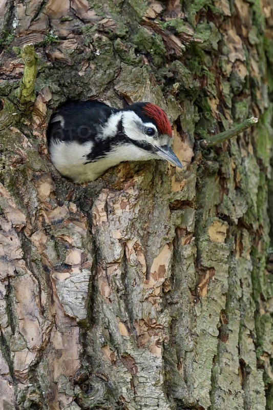 Immediately in front of the first flight... Great spotted woodpecker (Dendrocopos major), young bird leans far out of the nesting cavity, climbs out of the nesting cavity, becomes fledged, Lower Rhine, North Rhine-Westphalia, Germany, Western Europe