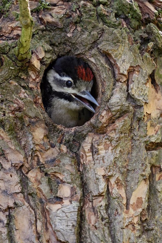 Loud begging calls... Great spotted woodpecker (Dendrocopos major), young woodpecker looks out of its nesting cavity, calls for the adult birds, begs for food, will soon fledge, series Tierkinder, Lower Rhine, North Rhine-Westphalia, Germany, Western Europe