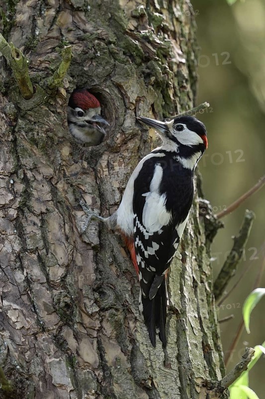 Father and son... Great spotted woodpecker (Dendrocopos major), almost fledged woodpecker young awaits feeding by adult bird at cave entrance, both woodpeckers male, cheerful picture in spring forest, Lower Rhine, North Rhine-Westphalia, Germany, Western Europe
