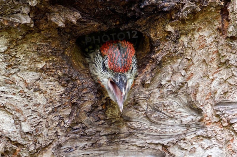 Impatiently begging young woodpecker... Green woodpecker (Picus viridis), young, soon to be fledged woodpecker looks out of its cave, leans far out and begs for food, calls loudly and insistently, frontal view, Lower Rhine, North Rhine-Westphalia, Germany, Western Europe