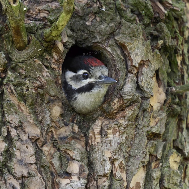 Great spotted woodpecker (Dendrocopos major), juvenile, almost fledged young bird waiting in its nesting cavity, woodpecker cavity for feeding, looking out, Rhine district Neuss, North Rhine-Westphalia, Germany, Western Europe