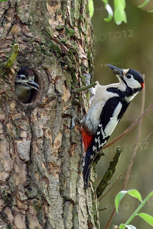 Feeding scene... Great spotted woodpecker (Dendrocopos major), feeding adult bird at the cave with begging young bird, Lower Rhine, Rhine district Neuss, North Rhine-Westphalia, Germany, Western Europe