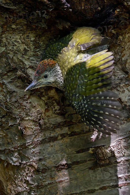 The moment of fledging... Green woodpecker (Picus viridis) fledging, young woodpecker leaves its nesting cavity for the first time, climbs out and flies away, Lower Rhine, North Rhine-Westphalia, Germany, Western Europe