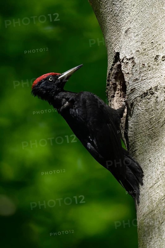 Black woodpecker (Dryocopus martius), adult male, at his breeding den in an old beech tree, woodpecker, needs old trees, wildlife, native nature in Germany, Lower Rhine, North Rhine-Westphalia, Western Europe