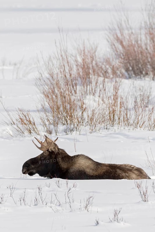 In the depths of winter... Elk (Alces alces), bull elk with shovel antlers lies on an open area in the high snow and rests, wildlife, animals, mammals, nature in Yellowstone NP, North America, USA, Canada, Yellowstone, Wyoming, North America, United States of America