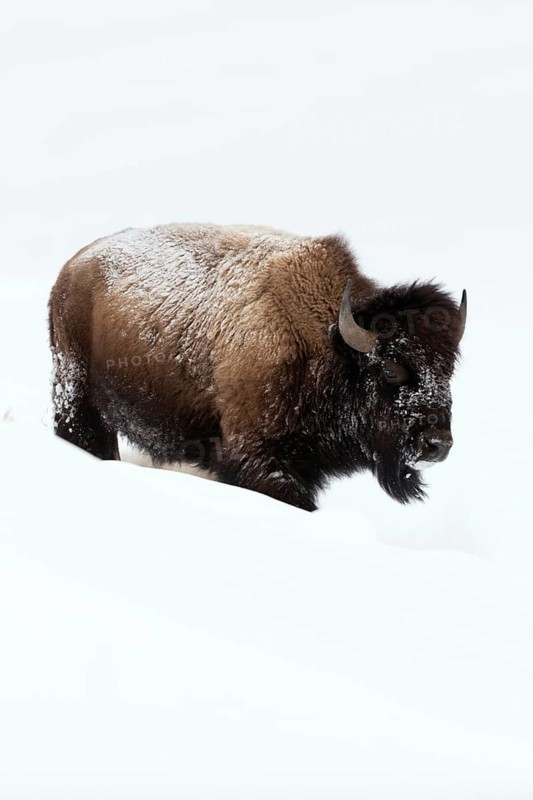 In the depths of winter... American Bison (Bison bison) moving through deep snow across the prairie in the great snowy Yellowstone Basin, side view, National Animal of North America, Yellowstone, Wyoming, North America, United States of America