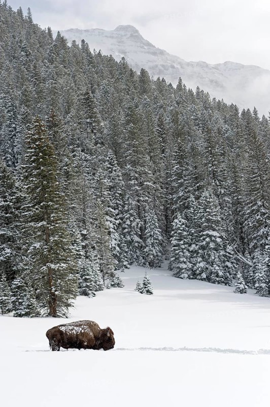 The bull from Abiathar Peak... American Bison (Bison bison) in the snowy mountains of Yellowstone NP, Yellowstone, Wyoming, North America, United States of America