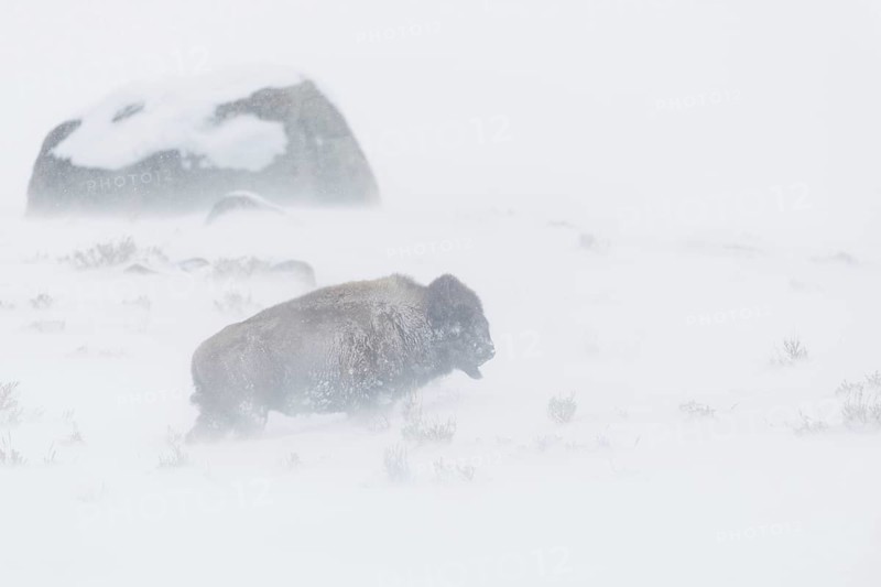 Harsh living conditions... American Bison (Bison bison) struggling in heavy snowstorm, blizzard in extreme cold through high snow, extreme weather conditions, nature in Yellowstone NP, Wyoming, North America, United States of America
