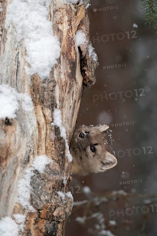 Curious... American pine marten (Martes americana) looks out of its den in a rotten tree in winter during snowfall, funny, almost cute picture of the marten, Yellowstone, Wyoming, North America, United States of America