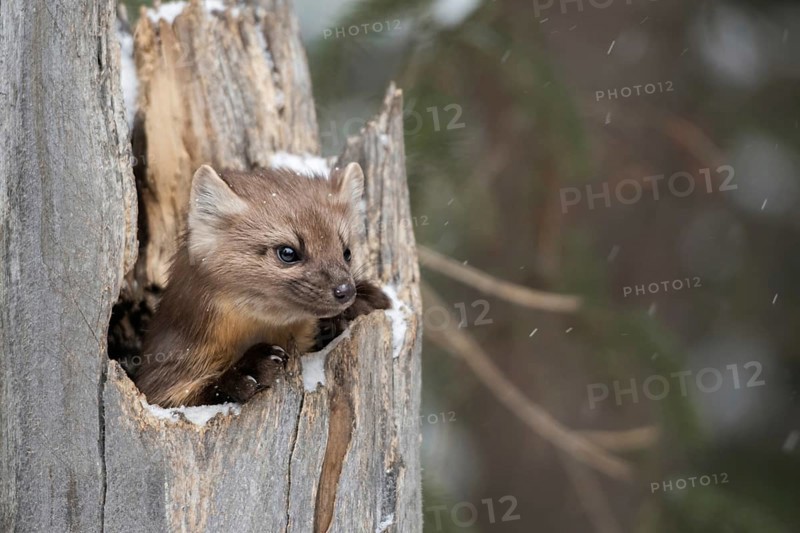 American pine marten (Martes americana), also called spruce marten, hides, looks curiously out of a broken tree stump in winter during light snowfall, funny picture, series animal children, Yellowstone, Wyoming, North America, United States of America
