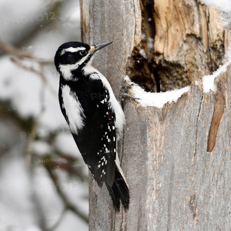 Foraging ... Hairy woodpecker (Picoides villosus), North American woodpecker species in winter during light snowfall on a dead tree, female, nature in Yellowstone NP, Montana, North America, United States of America