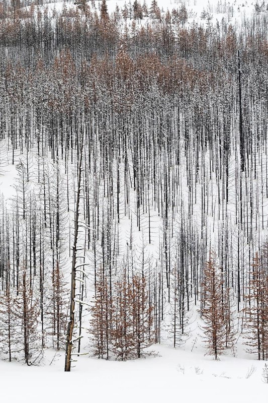 After the forest fire... Deadwood in Yellowstone National Park, charred tree skeletons, USA, view over a vast, largely dead forest, coniferous forest in winter with snow, snow, United States of America, nature in Yellowstone NP, Wyoming, North America