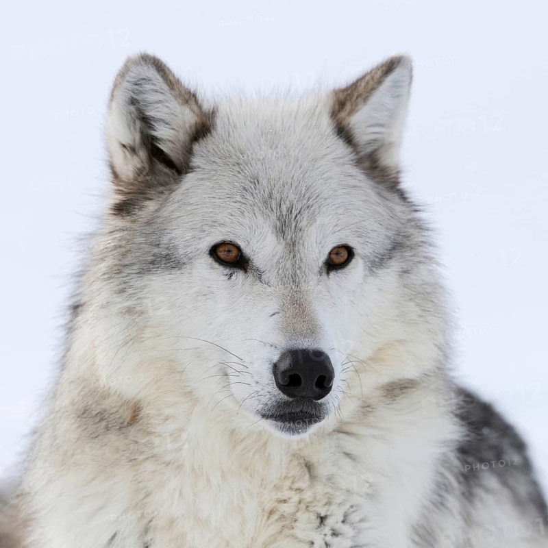 Grey wolf, Timberwolf wolf (Canis lupus) in winter, close-up, lying, wolf resting in the snow, photographed at eye level, detailed close-up, amber-coloured expressive eyes, nature in Yellowstone NP, Montana, USA, Yellowstone, Wyoming, North America, United States of America