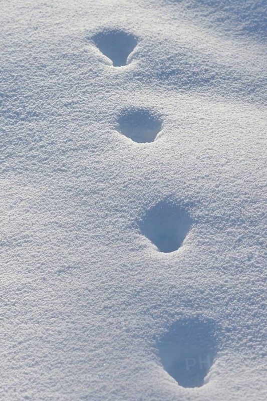 Fox, red fox (Vulpes vulpes), tracks in the snow, track, animal track, animal track, footsteps, footprints in winter, nature in Yellowstone NP, Wyoming, USA