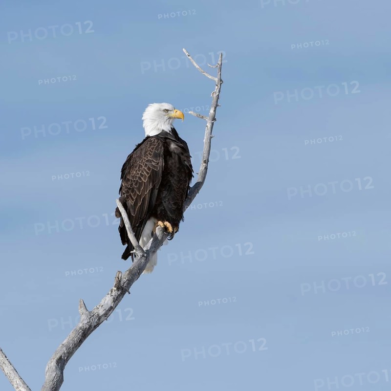 Majestic... Bald eagle (Haliaeetus leucocephalus), American eagle sitting proudly in a tree against a blue sky, probably a poplar, aspen, large bird of prey, American heraldic bird, nature in Yellowstone NP, Wyoming, North America, United States of America
