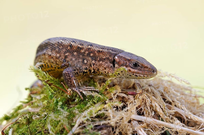 On the move... Wood lizard (Zootoca vivipara) sunbathing on a moss-covered tree stump, nature in North Rhine-Westphalia, Germany, Western Europe