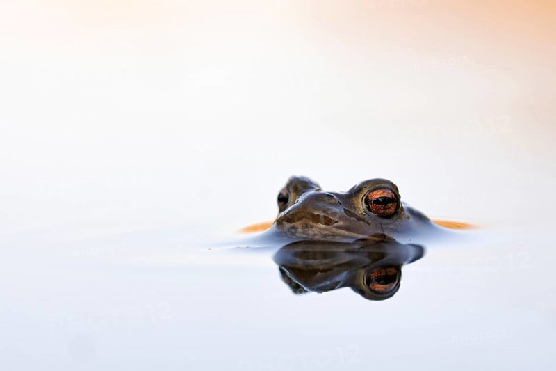 Waiting... Common toad (Bufo bufo) in spawning waters, waiting for a female ready to mate, typical toad eyes, beautiful light, native amphibians, toads, nature, Rhineland, Cologne Bay, Regier, North Rhine-Westphalia, Germany, Western Europe