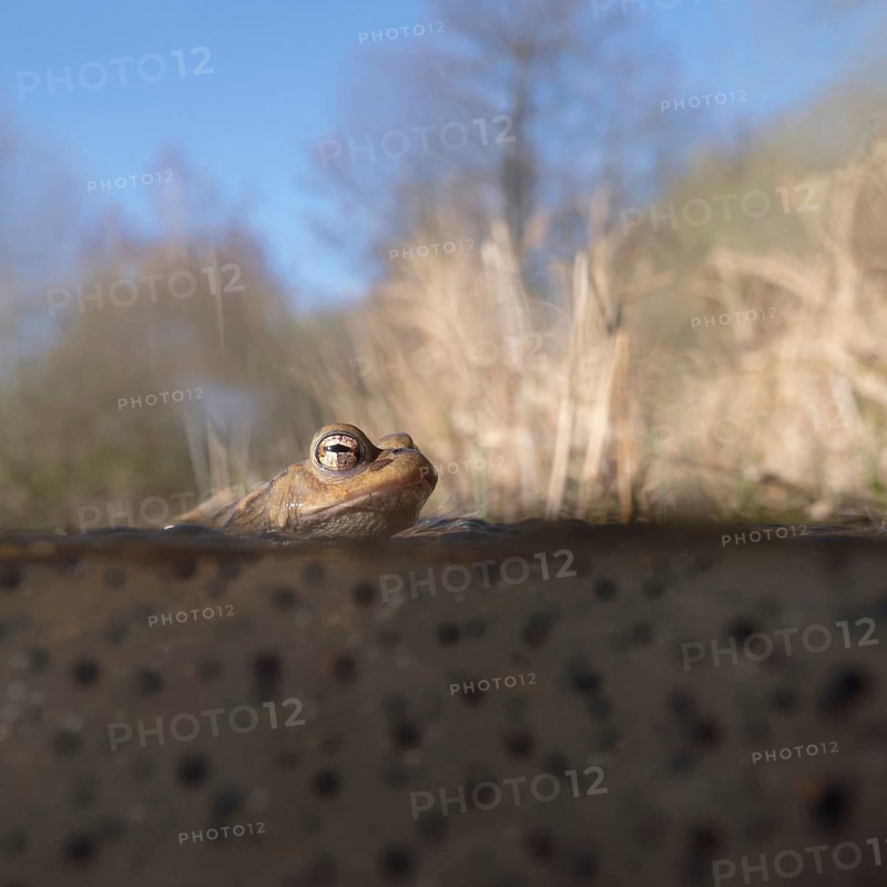 Spawning time... Common toad (Bufo bufo) in water, pond, sitting in a pond in early spring on frogspawn, native amphibians, wildlife, nature, Lower Rhine, Rhine district Neuss, North Rhine-Westphalia, Germany, Western Europe