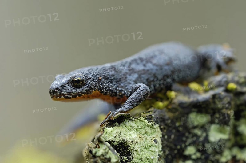 On the way to the spawning waters... Alpine newt (Ichthyosaura alpestris) in splendour, native, beautifully marked amphibian species, amphibian, newt, Lower Rhine, North Rhine-Westphalia, Germany, Western Europe