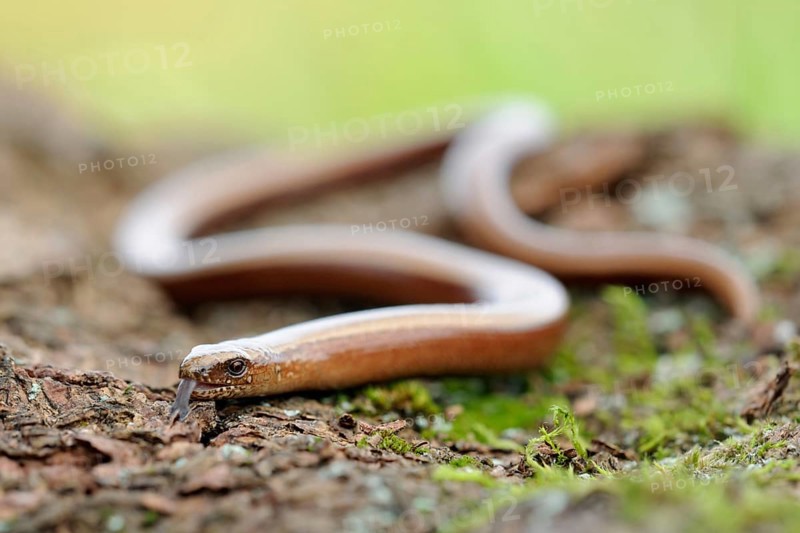 Snake-like... Slow worm (Anguis fragilis), common, native reptile, belongs to the lizards, is not a snake, rests on a fallen tree trunk, warms itself in the sun, lashes with its tongue, North Rhine-Westphalia, Germany, Western Europe