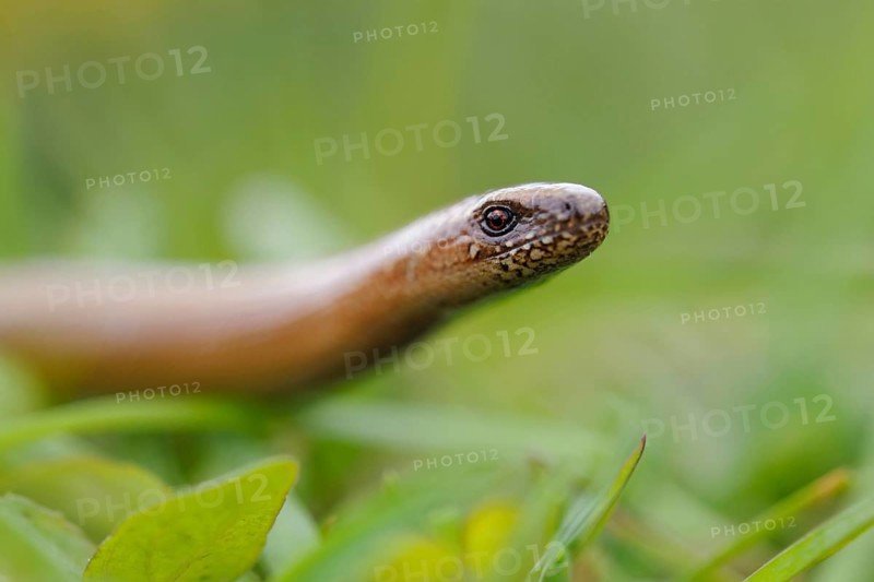 Out and about in the grass... Slow worm (Anguis fragilis), in some places common native reptile, belongs to the lizards, not snakes, North Rhine-Westphalia, Germany, Western Europe