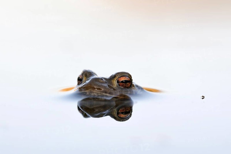 Troublemaker on the move... Common toad (Bufo bufo) in spawning water with a small insect at its side, interesting, funny detail, funny picture, North Rhine-Westphalia, Germany, Western Europe