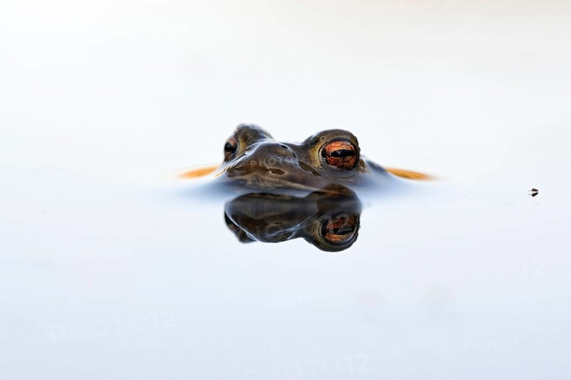 In spring... Common toad (Bufo bufo), male toad patiently waiting in spawning waters for a female ready to mate, swimming on the surface, looking out, native amphibians, toads, nature, Rhineland, Cologne Bay, North Rhine-Westphalia, Germany, Western Europe